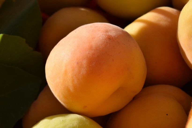 点击大图看下一张：营养价值特别高的杏子图片