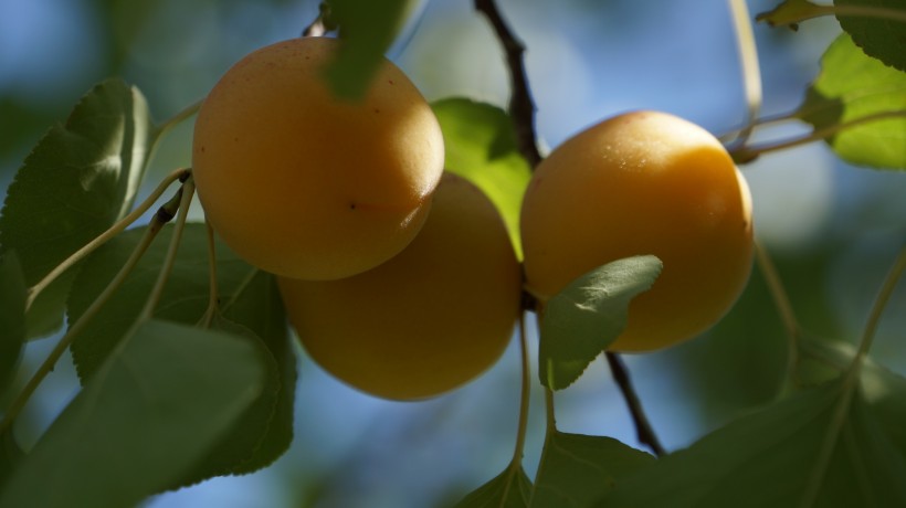点击大图看下一张：营养价值特别高的杏子图片