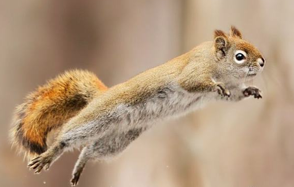 点击大图看下一张：爬上树上的北美红松鼠图片