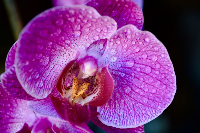 点击大图看下一张：姿态优雅的蝴蝶兰花图片