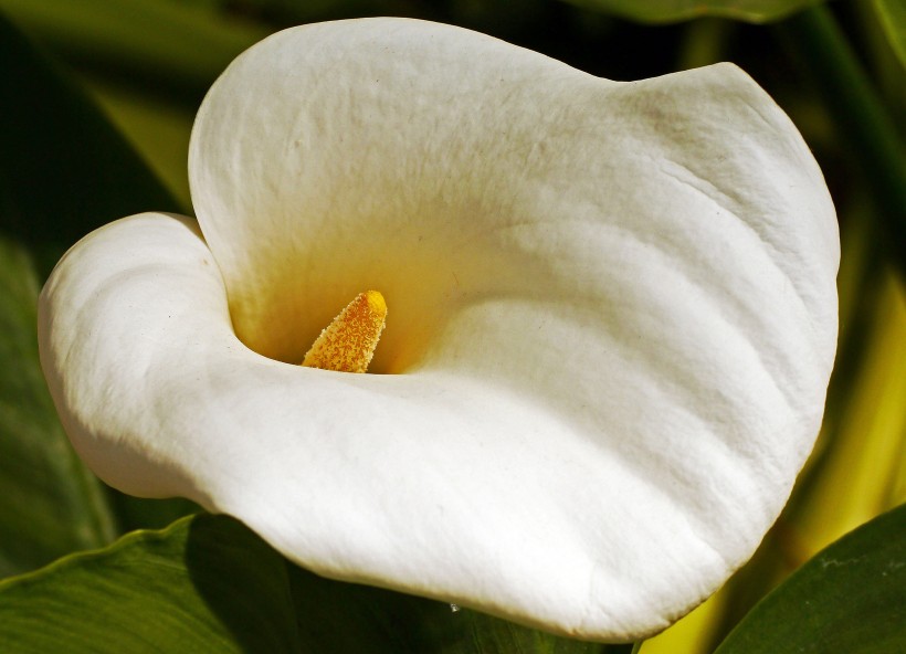点击大图看下一张：清纯美丽的马蹄莲花图片