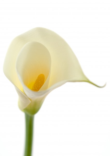 点击大图看下一张：清纯美丽的马蹄莲花图片