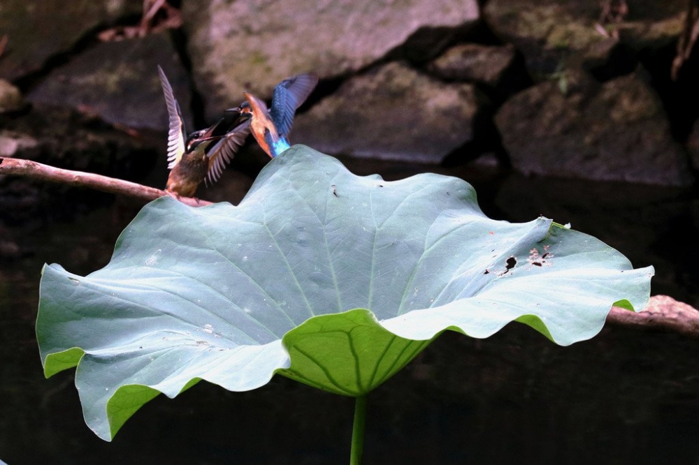 点击大图看下一张：两只翠鸟争斗图片