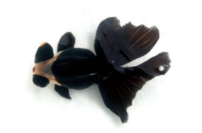 点击大图看下一张：胖嘟嘟的黑皇冠金鱼图片