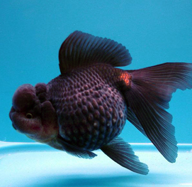 点击大图看下一张：胖嘟嘟的黑皇冠金鱼图片