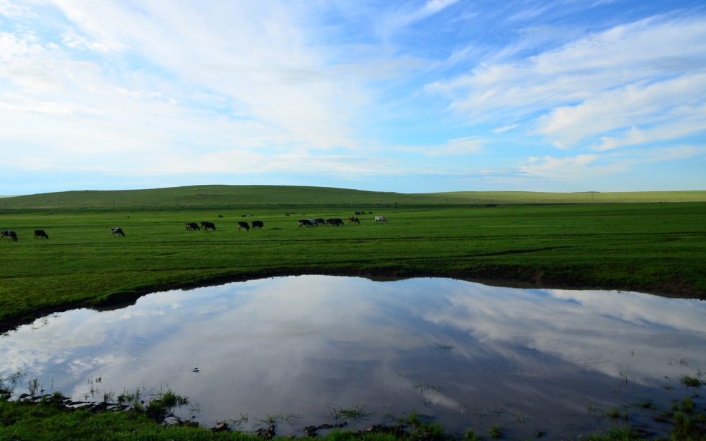 点击大图看下一张：呼仑贝尔大草原唯美风景桌面壁纸