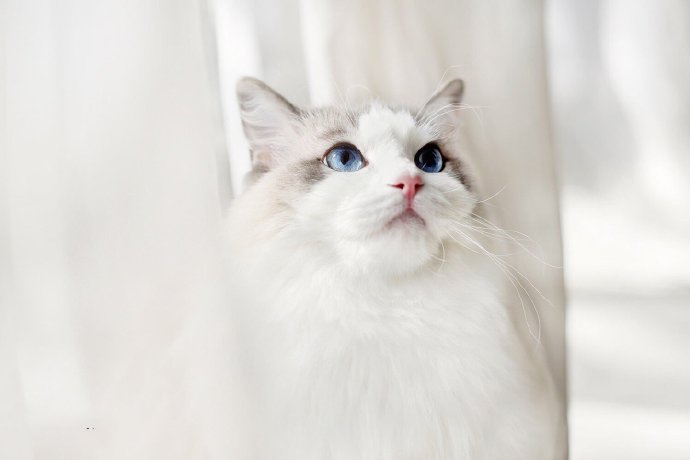 点击大图看下一张：一组干净可爱的白色小猫咪
