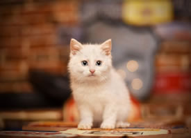 一组干净可爱的白色小猫咪