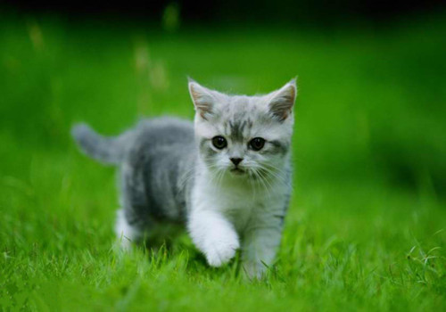 点击大图看下一张：有趣可爱的小猫图片