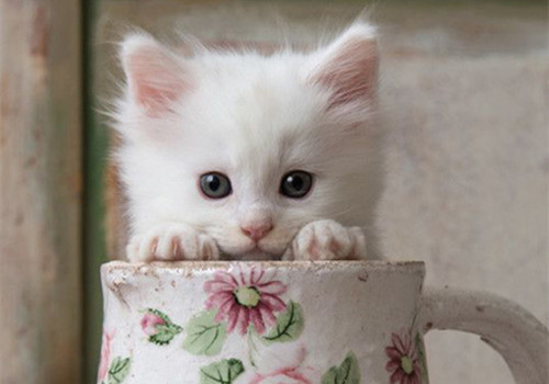点击大图看下一张：有趣可爱的小猫图片
