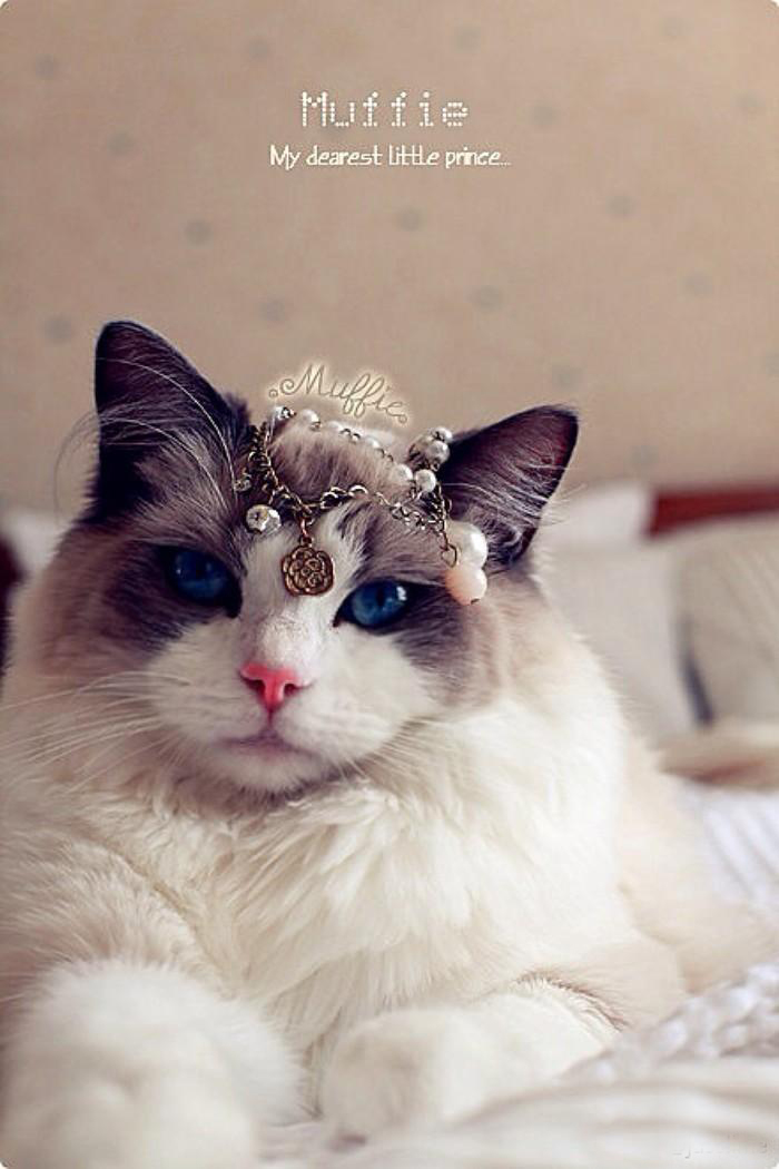 点击大图看下一张：美美的布偶猫图片