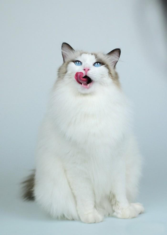 点击大图看下一张：美美的布偶猫图片