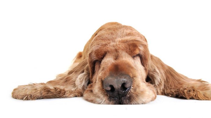 点击大图看下一张：睡觉超级萌的小狗狗图片
