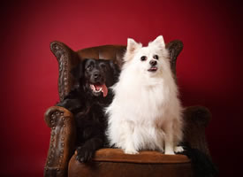 两只黑白可爱的小狗狗图片