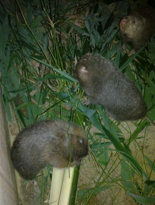 点击大图看下一张：竹鼠，以竹子为主食的老鼠