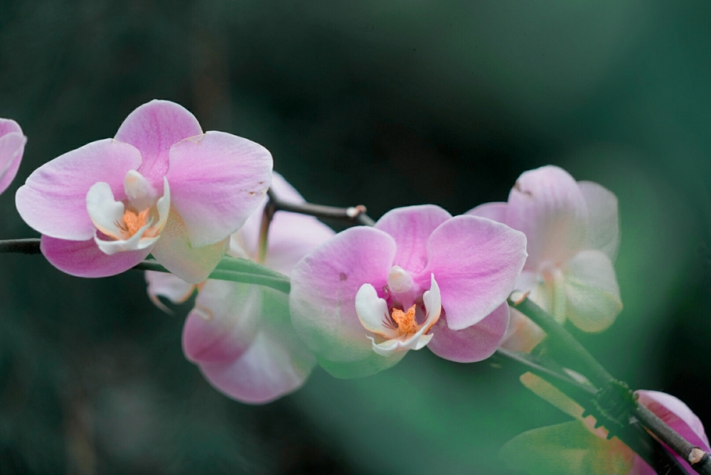 点击大图看下一张：五彩的蝴蝶兰花图片大全
