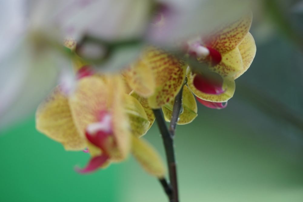 点击大图看下一张：五彩的蝴蝶兰花图片大全