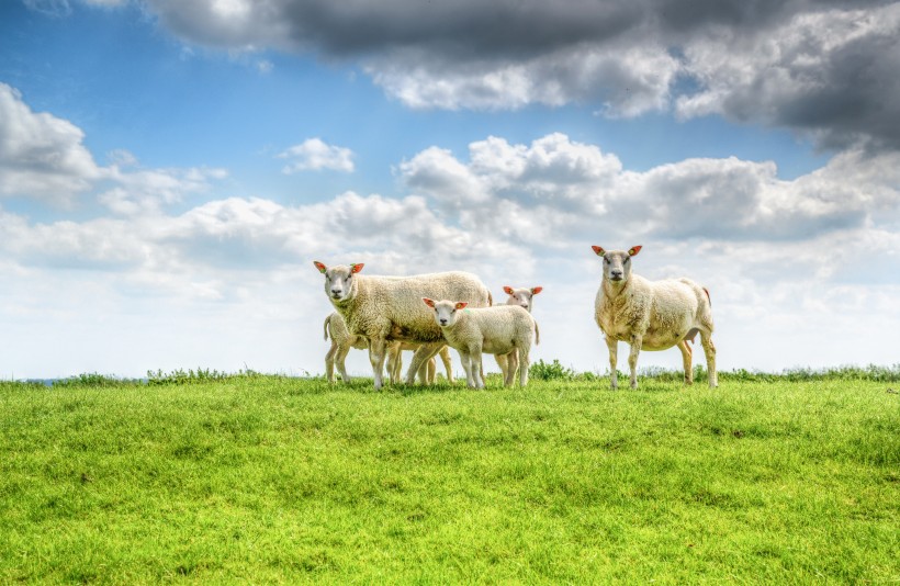 点击大图看下一张：草原上温顺的绵羊图片欣赏