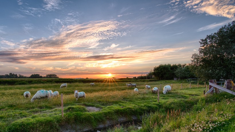 点击大图看下一张：草原上温顺的绵羊图片欣赏