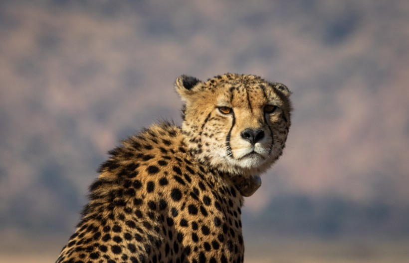 点击大图看下一张：敏捷凶猛的猎豹图片欣赏