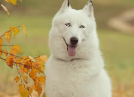 西伯利亚狗狗哈士奇图片