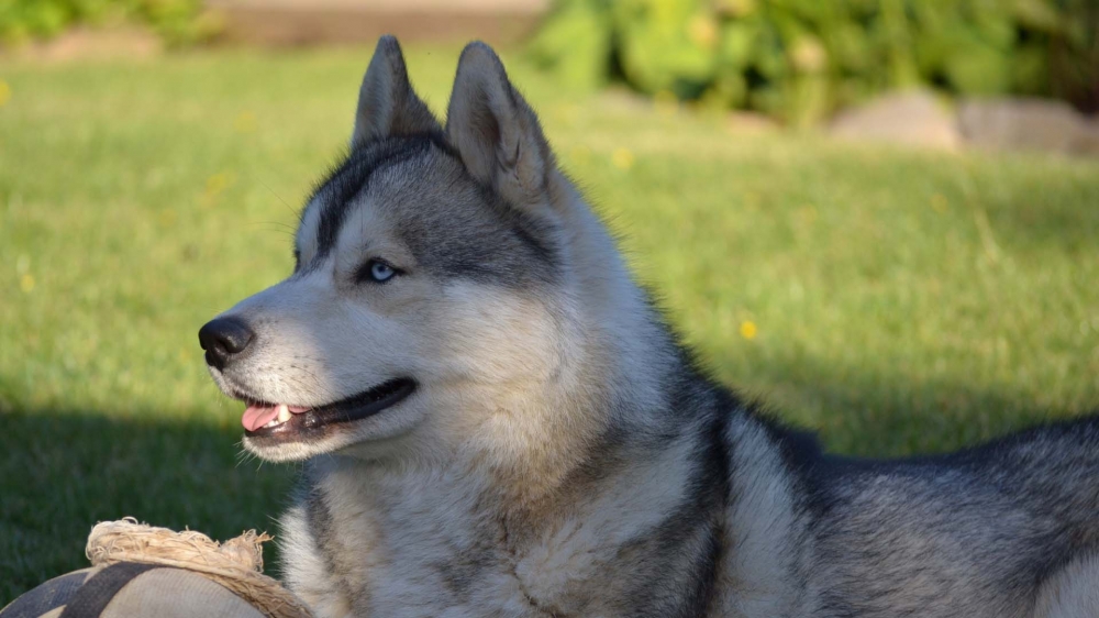 点击大图看下一张：西伯利亚狗狗哈士奇图片