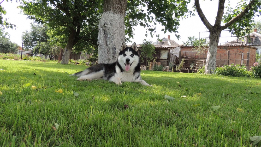 点击大图看下一张：西伯利亚狗狗哈士奇图片