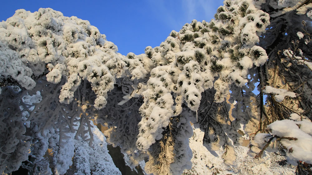 点击大图看下一张：安徽天柱山雪景图片