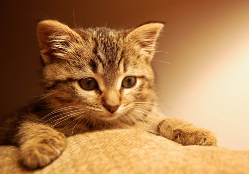 点击大图看下一张:治愈系呆萌猫咪图片