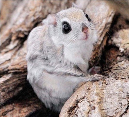 点击大图看下一张：灰白色超级呆萌的小松鼠图片