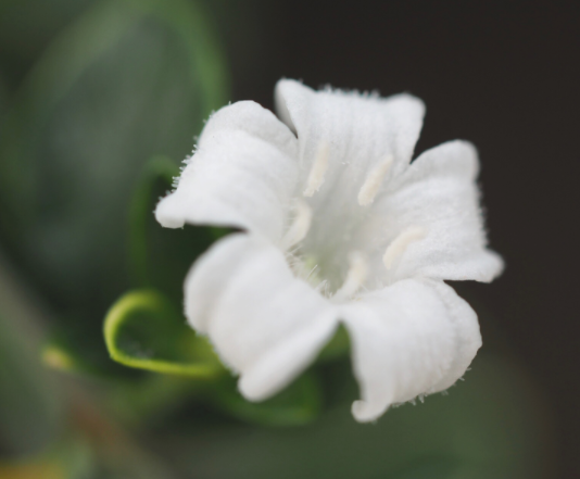 点击大图看下一张：小清新淡雅的白色花卉图片