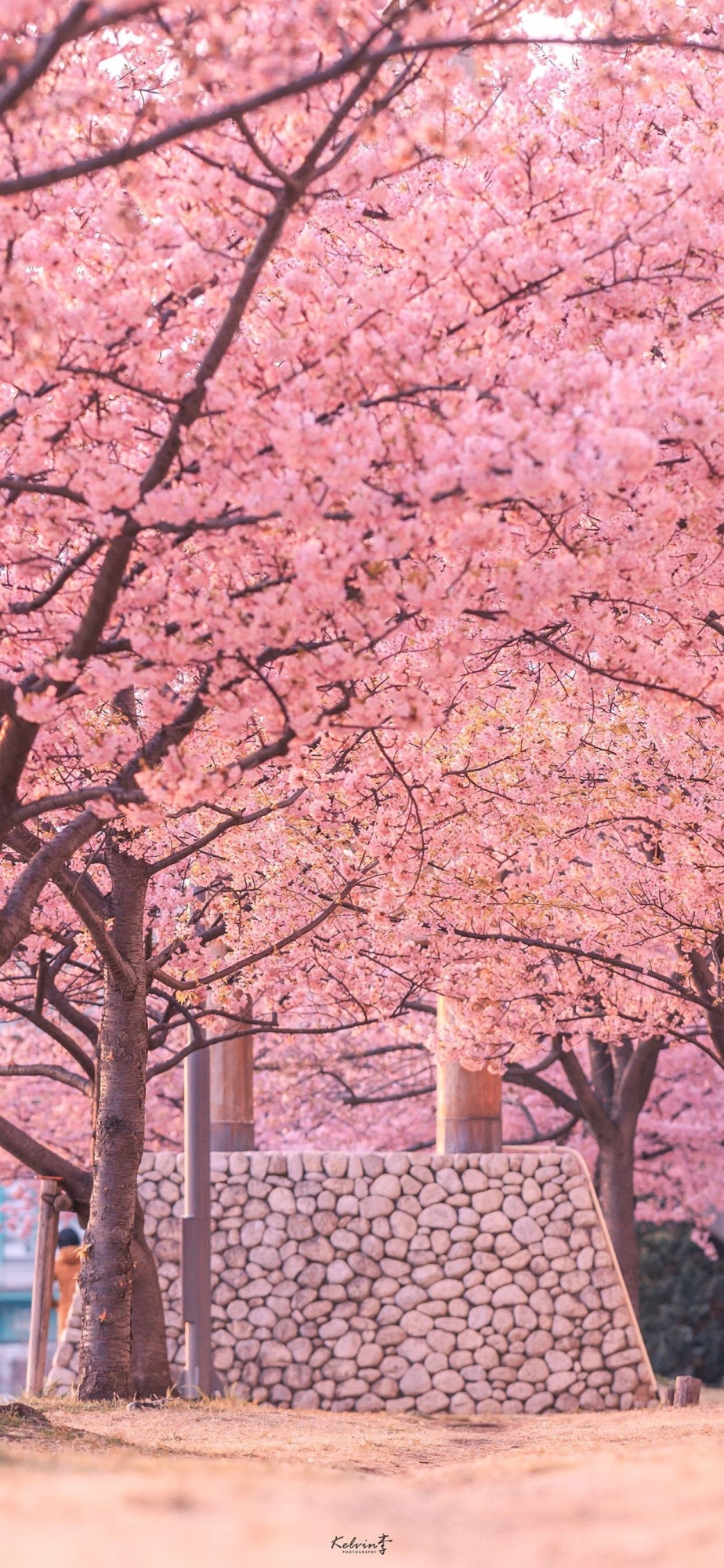 点击大图看下一张：粉色樱花少女心高清手机壁纸