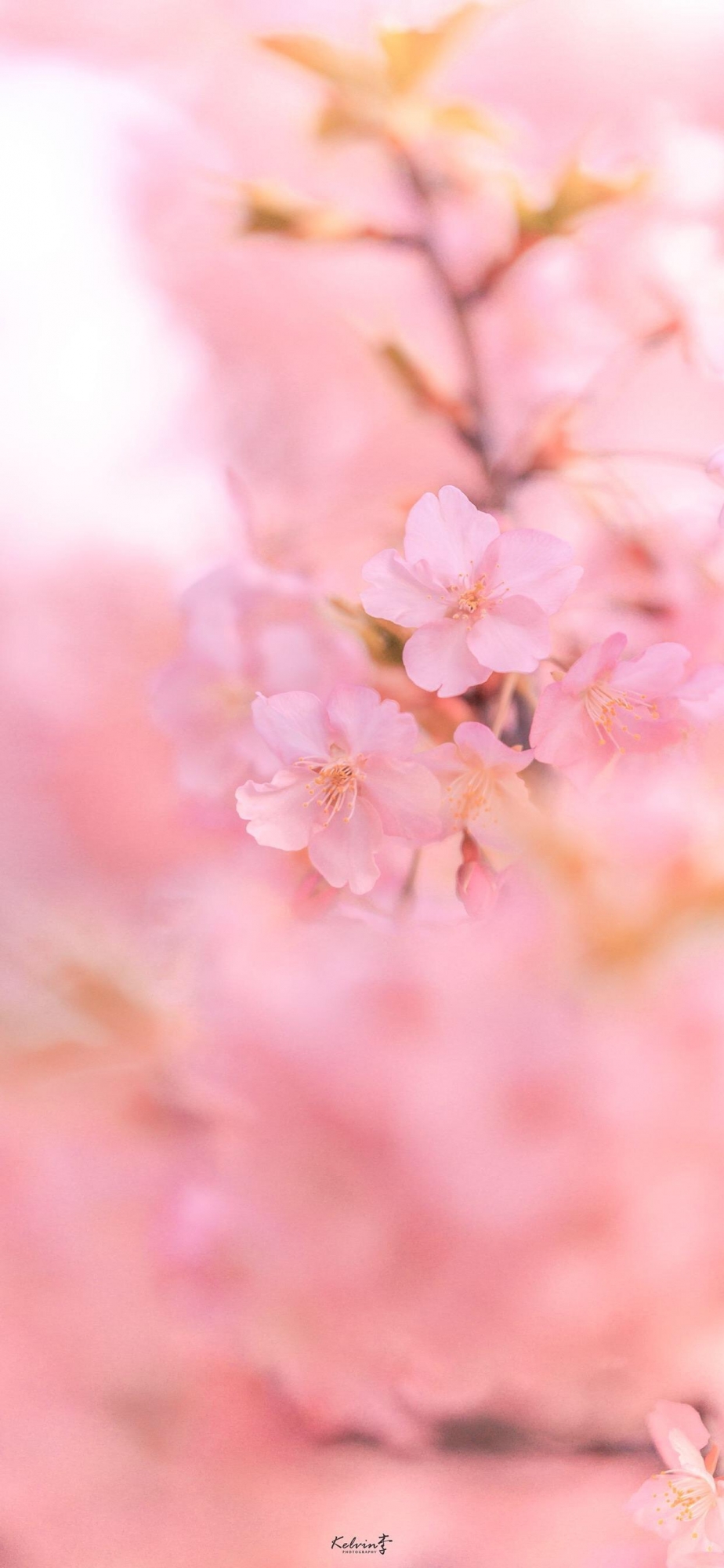 点击大图看下一张：粉色樱花少女心高清手机壁纸