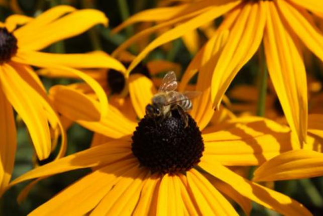 点击大图看下一张：一组勤劳的蜜蜂采蜜图片欣赏