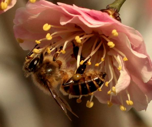 点击大图看下一张：一组勤劳的蜜蜂采蜜图片欣赏