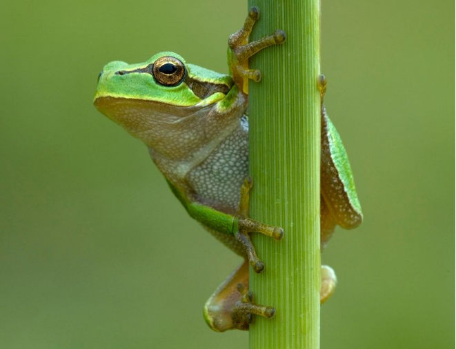 点击大图看下一张：专吃害虫的绿色雨蛙图片欣赏