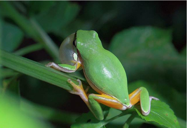 点击大图看下一张：专吃害虫的绿色雨蛙图片欣赏