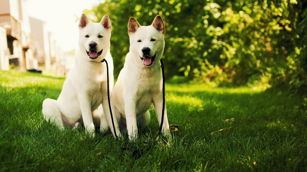 点击大图看下一张：有双眼皮的秋田犬图片欣赏