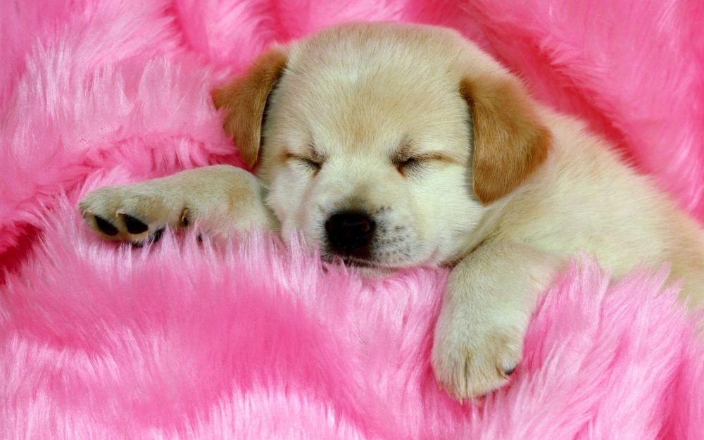 点击大图看下一张：一组睡懒觉的可爱狗狗图片