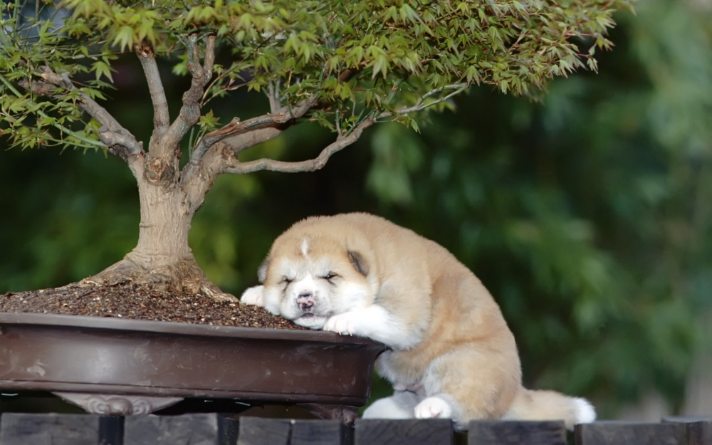 点击大图看下一张：睡觉狗狗美照图片欣赏