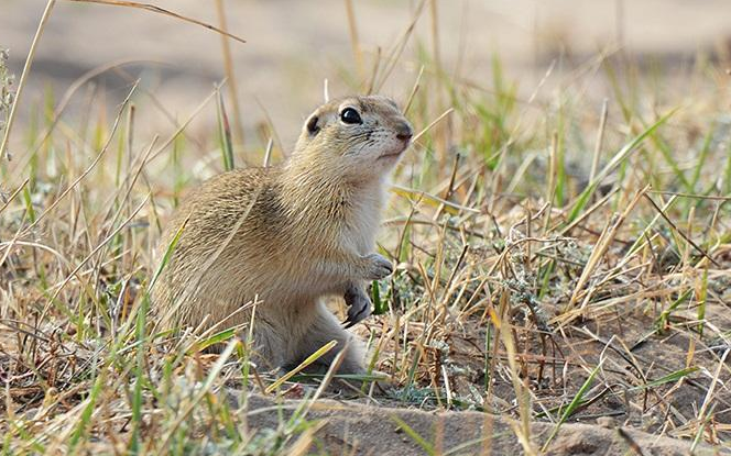 点击大图看下一张：大尾巴毛绒绒的小松鼠