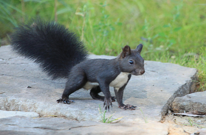 点击大图看下一张：一组灰色可爱的小松鼠图片