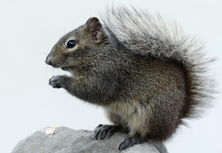 点击大图看下一张：一组灰色可爱的小松鼠图片