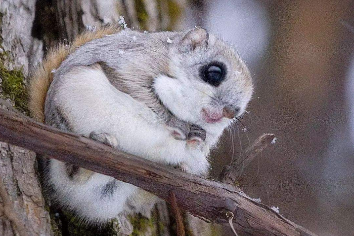 点击大图看下一张：圆圆大眼睛可爱的小松鼠