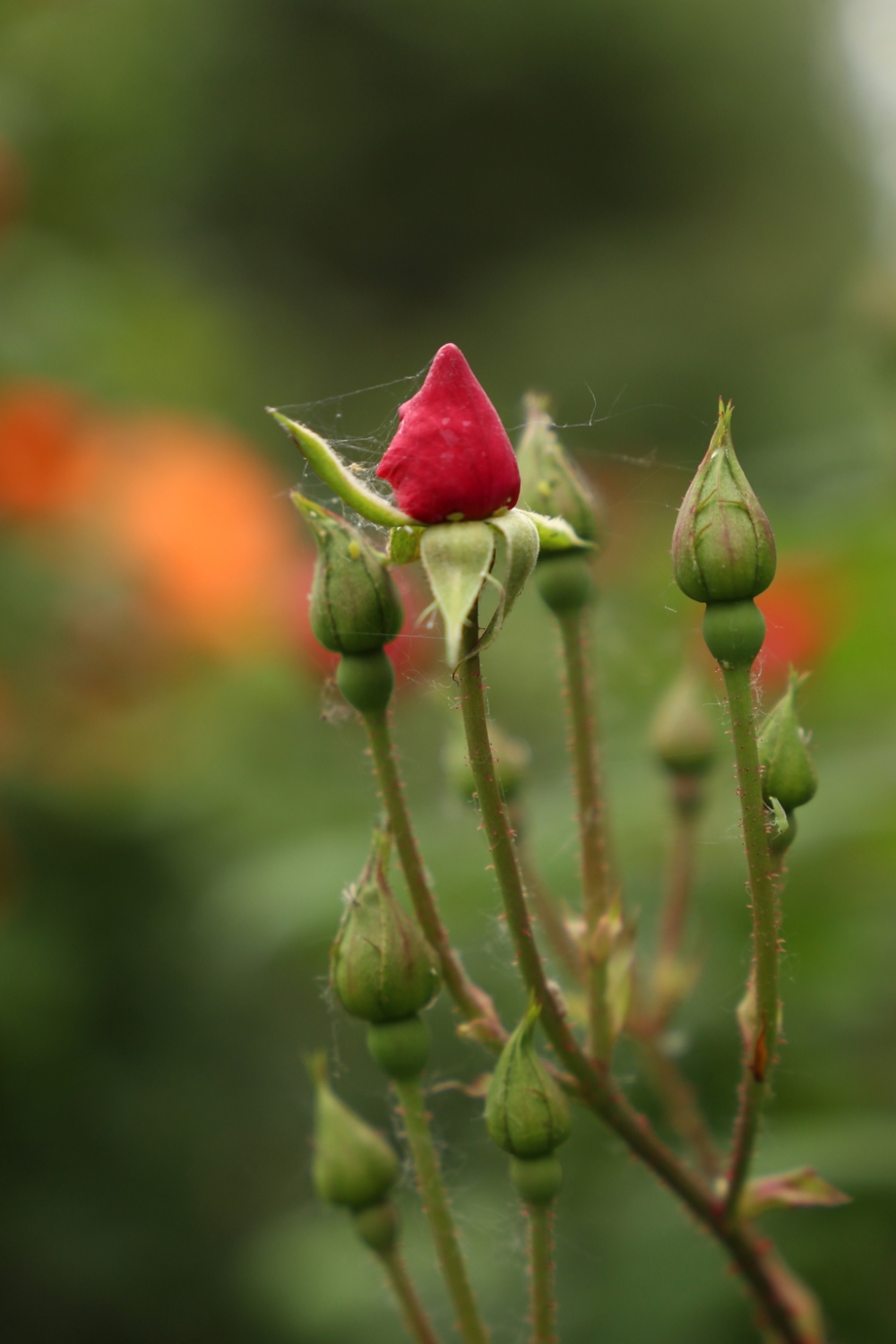 点击大图看下一张：红色妖娆的蔷薇花图片欣赏