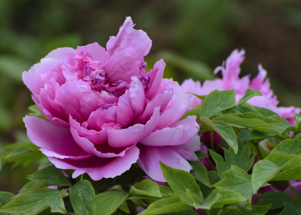 点击大图看下一张：粉红牡丹花朵图片欣赏