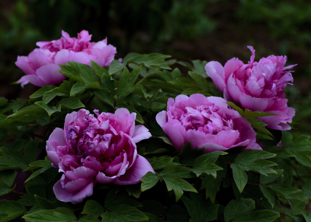 点击大图看下一张：粉红牡丹花朵图片欣赏