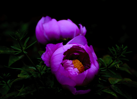 粉红牡丹花朵图片欣赏