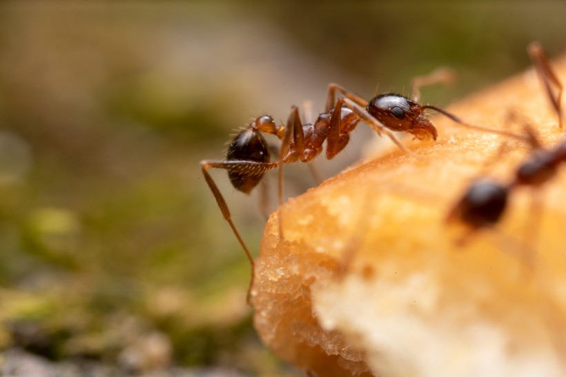 点击大图看下一张：辛勤工作的蚂蚁图片欣赏