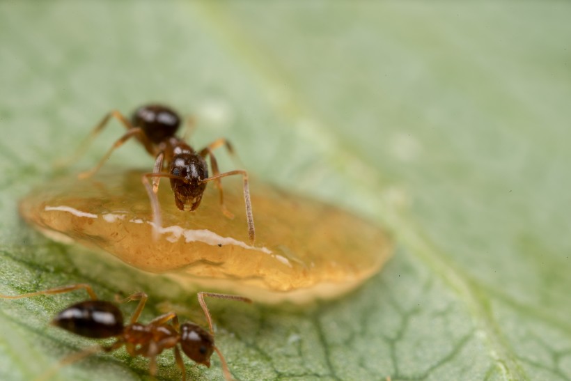 点击大图看下一张：辛勤工作的蚂蚁图片欣赏